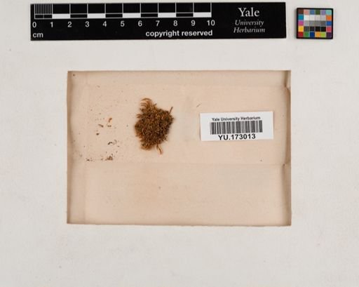 Plantae