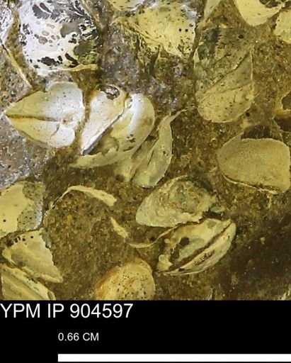Corbulamella sp.