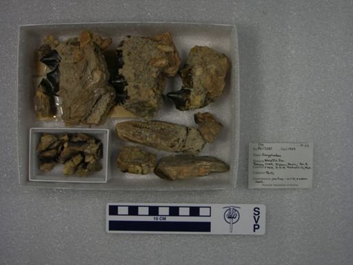 Coryphodon sp.