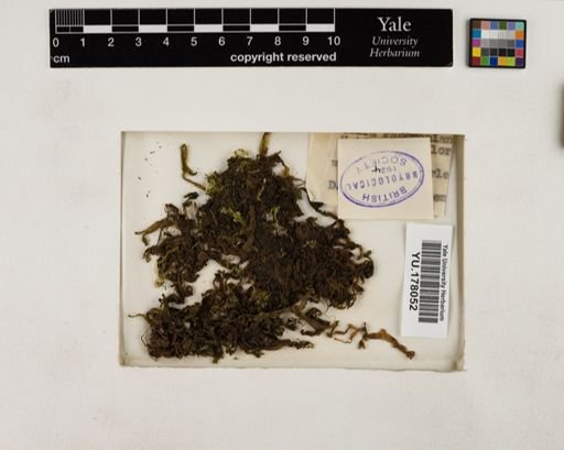 Plantae