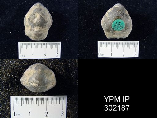 Meristella sp.