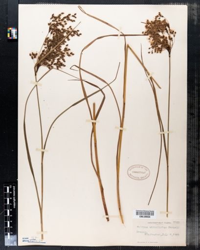 Scirpus atrocinctus