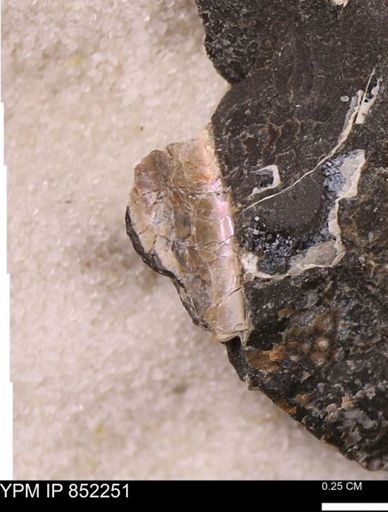 undet. Bivalvia