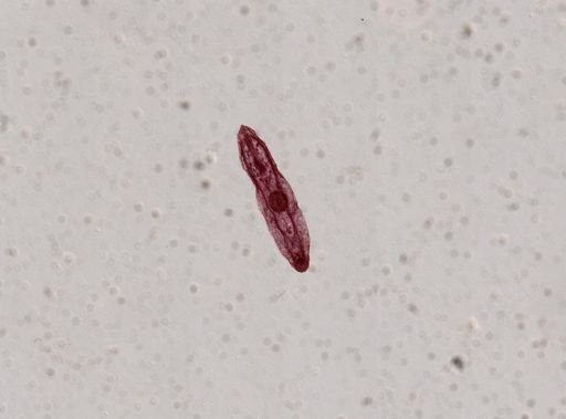 Platyhelminthes