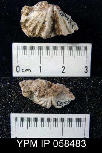 Delthyris perlamellosa