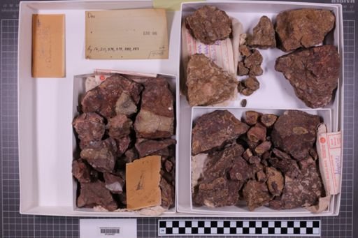 mixed taxa, stratigraphic collection