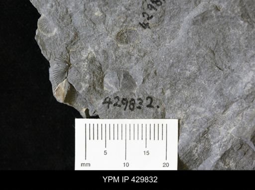 Devonochonetes