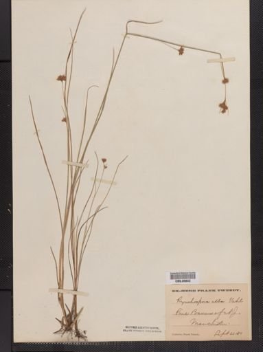 Rhynchospora alba