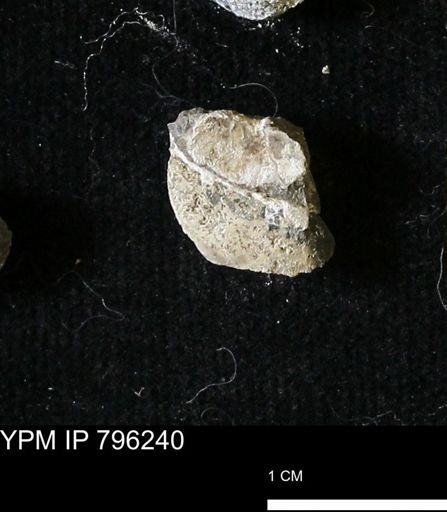 Protocardia subquadrata