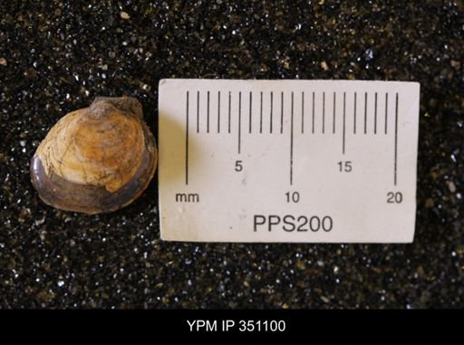 Limopsis striatopunctatus