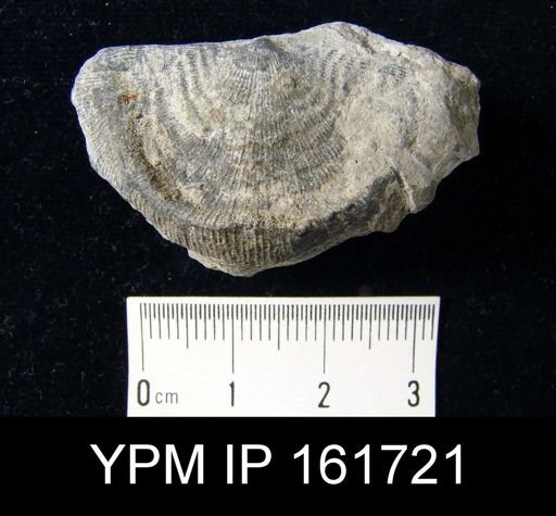 Leptaena rhomboidalis