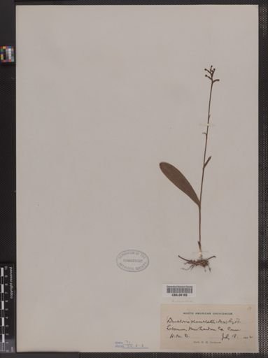 Habenaria clavellata