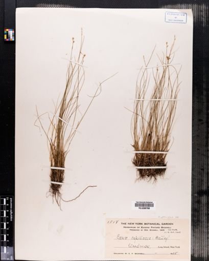 Carex