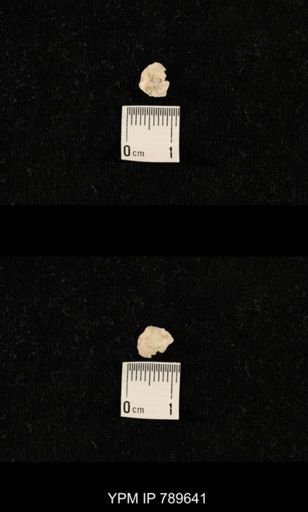 undet. Brachiopoda