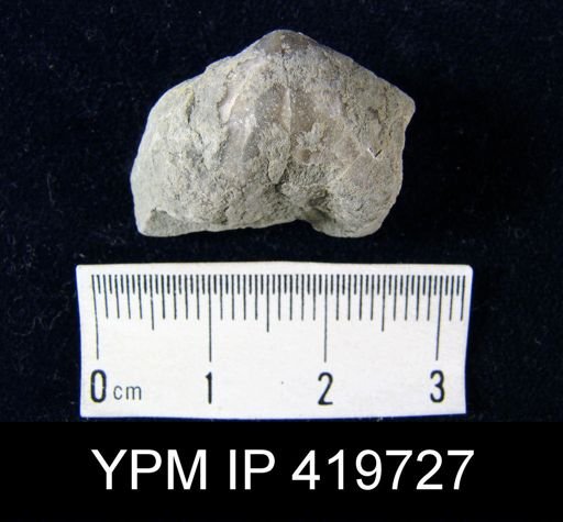 Gypidula comis