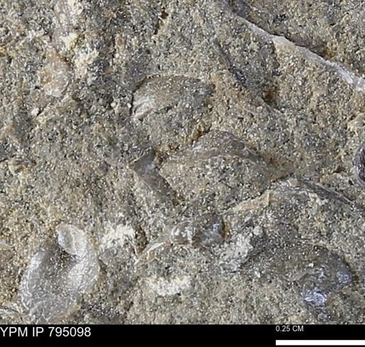 undet. Bivalvia