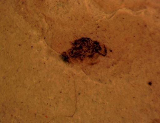 Diptera?