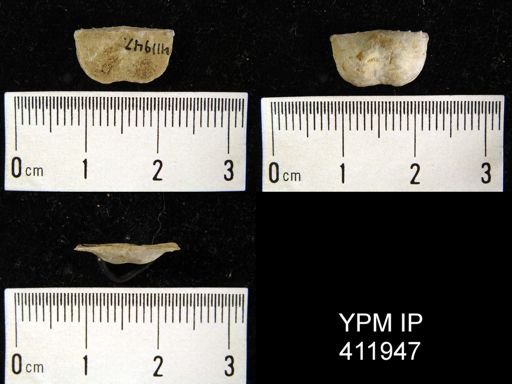 Chonetes cf. verneuilianus