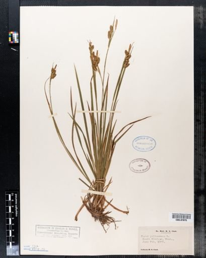 Carex pallescens