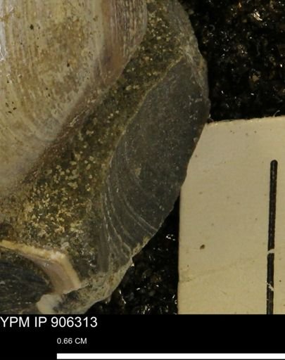 Limopsis striatopunctatus