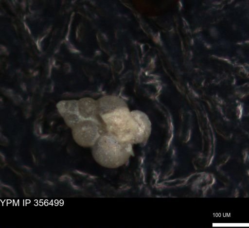 undet. Foraminiferida