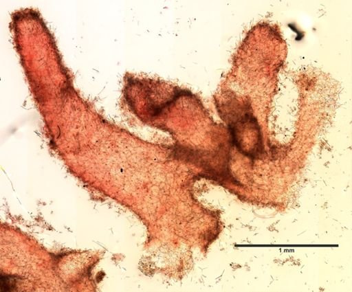 Clathrina cancellata