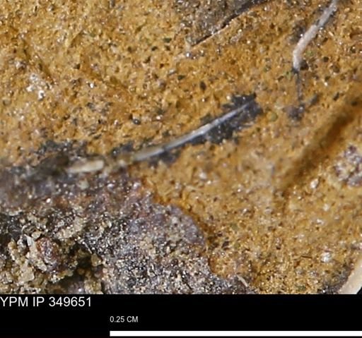 undet. Mollusca