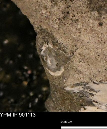 undet. Mollusca