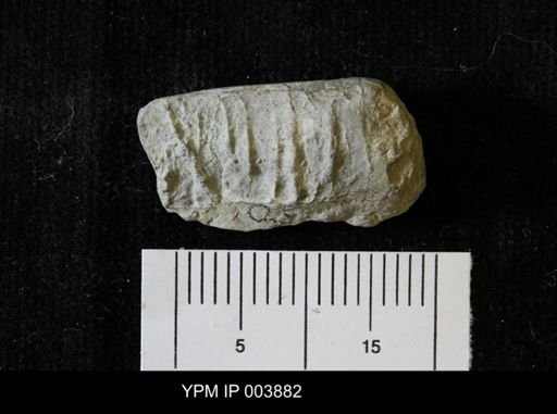Orthoceras formosum