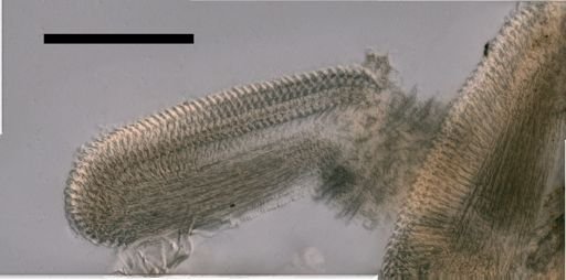 Desmophyes haematogaster