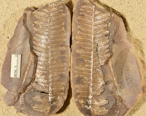 Pecopteris