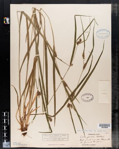 Carex amphibola