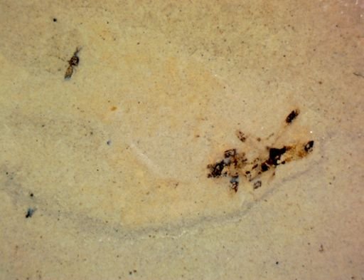 undet. Hexapoda