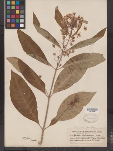 Asclepias exaltata