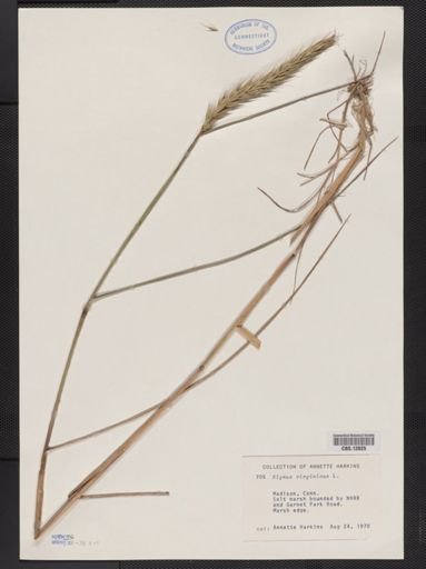 Elymus virginicus