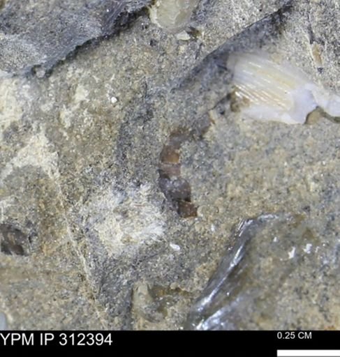 undet. Mollusca