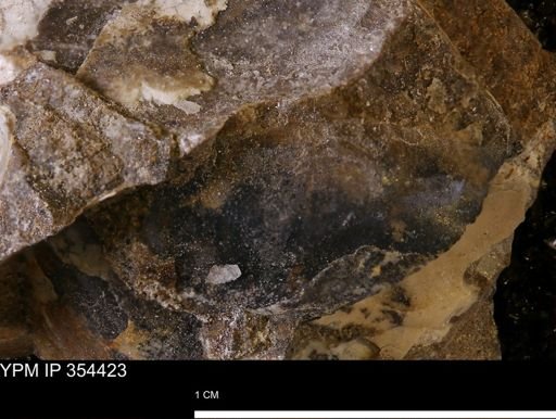 undet. Mollusca