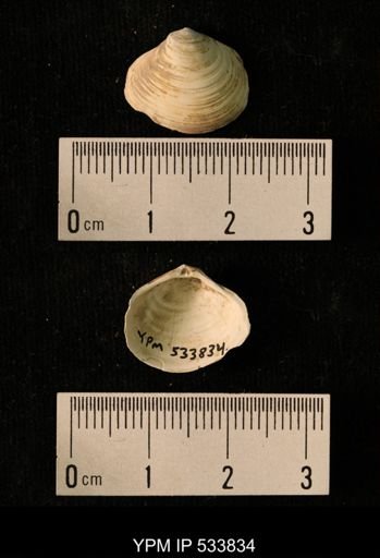 Macoma calcarea