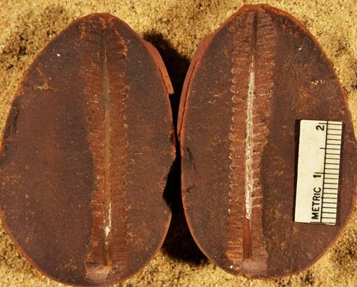 Pecopteris