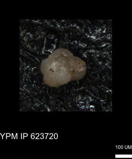 undet. Foraminiferida