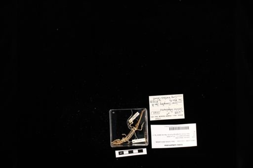 Gekko subpalmatus