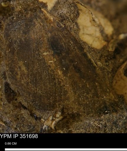 Limopsis striatopunctatus