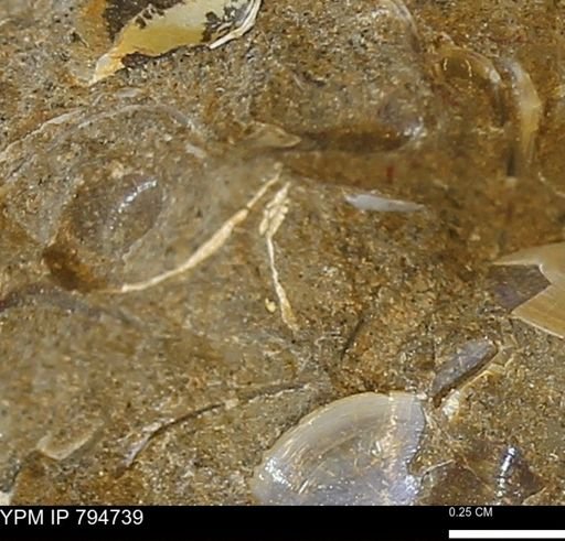 undet. Bivalvia