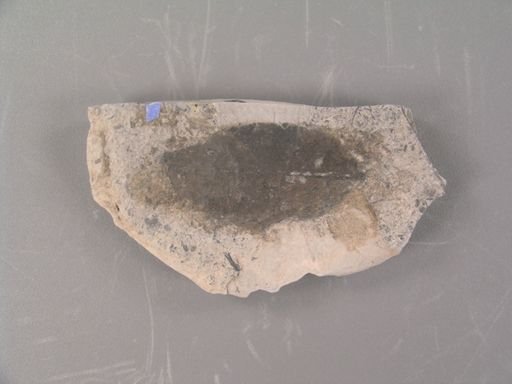 Escallonia wendtii