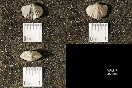 Platystrophia biforata