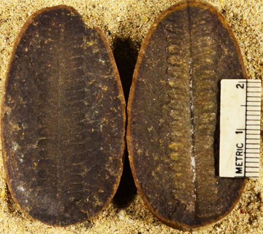 Pecopteris sp.