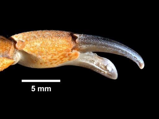 Eurypanopeus depressus
