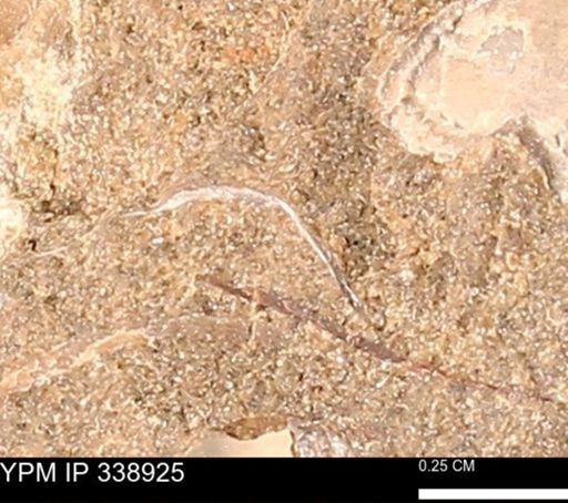 undet. Bivalvia