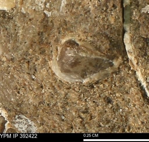 Protocardia subquadrata