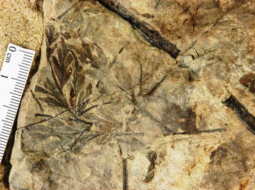 Sectilopteris psilotoides
